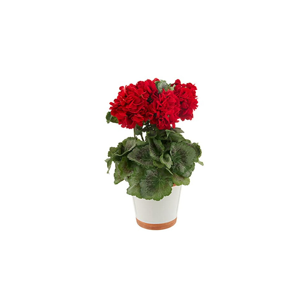 Seidengeranienpflanze-image