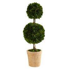 N?sten naturligt 2,5 fod. Bevaret buksbom dobbeltkugle topi?rt tr? i dekorativ plantekasse