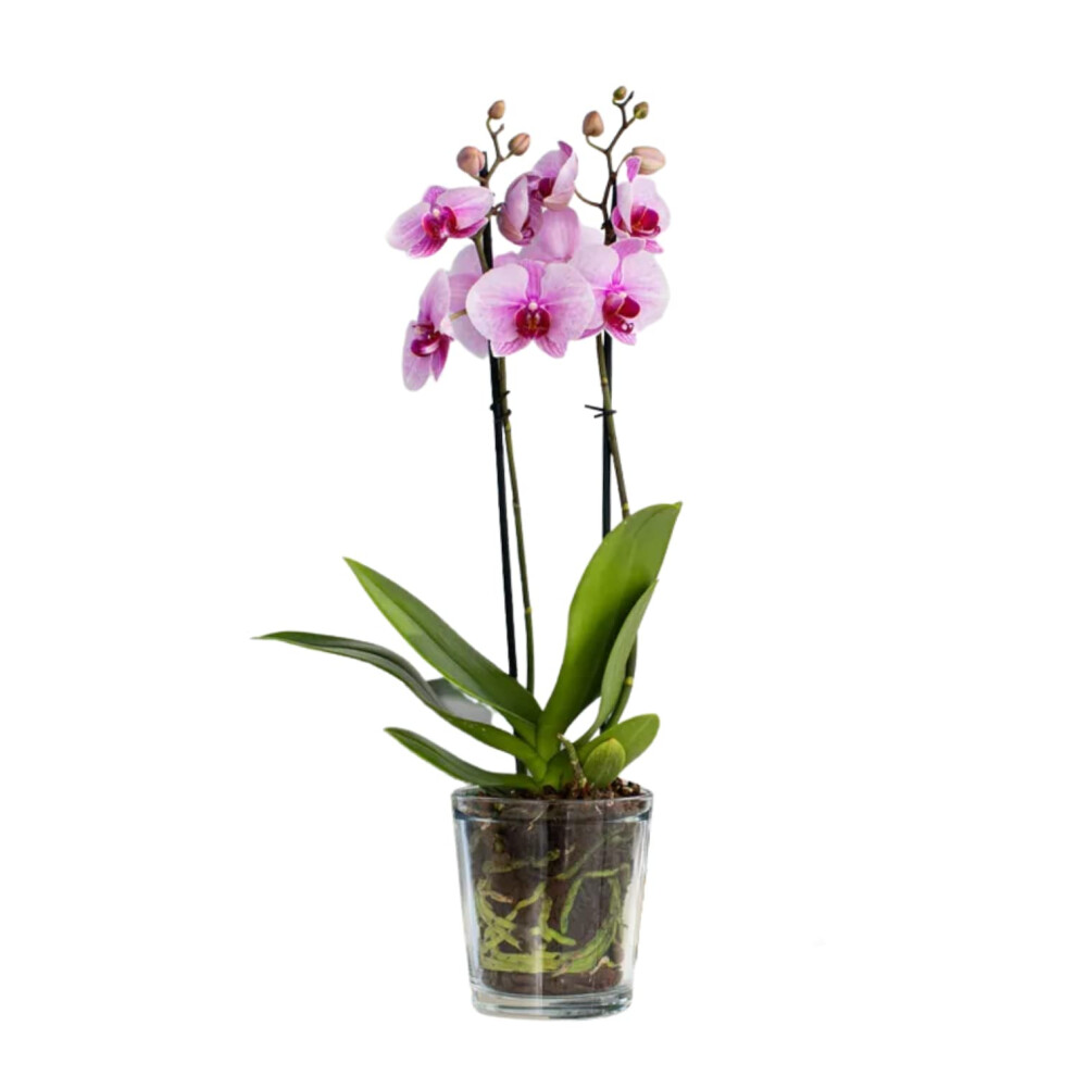 TREND FOR HOME Orchid Pots 13.5 cm Glass Orchid Pot Glass Plant Pot Transparent Tall Glass Flower Pots Plant Container Decorations for Living Room-image-OPC-PGN82XK-NEW