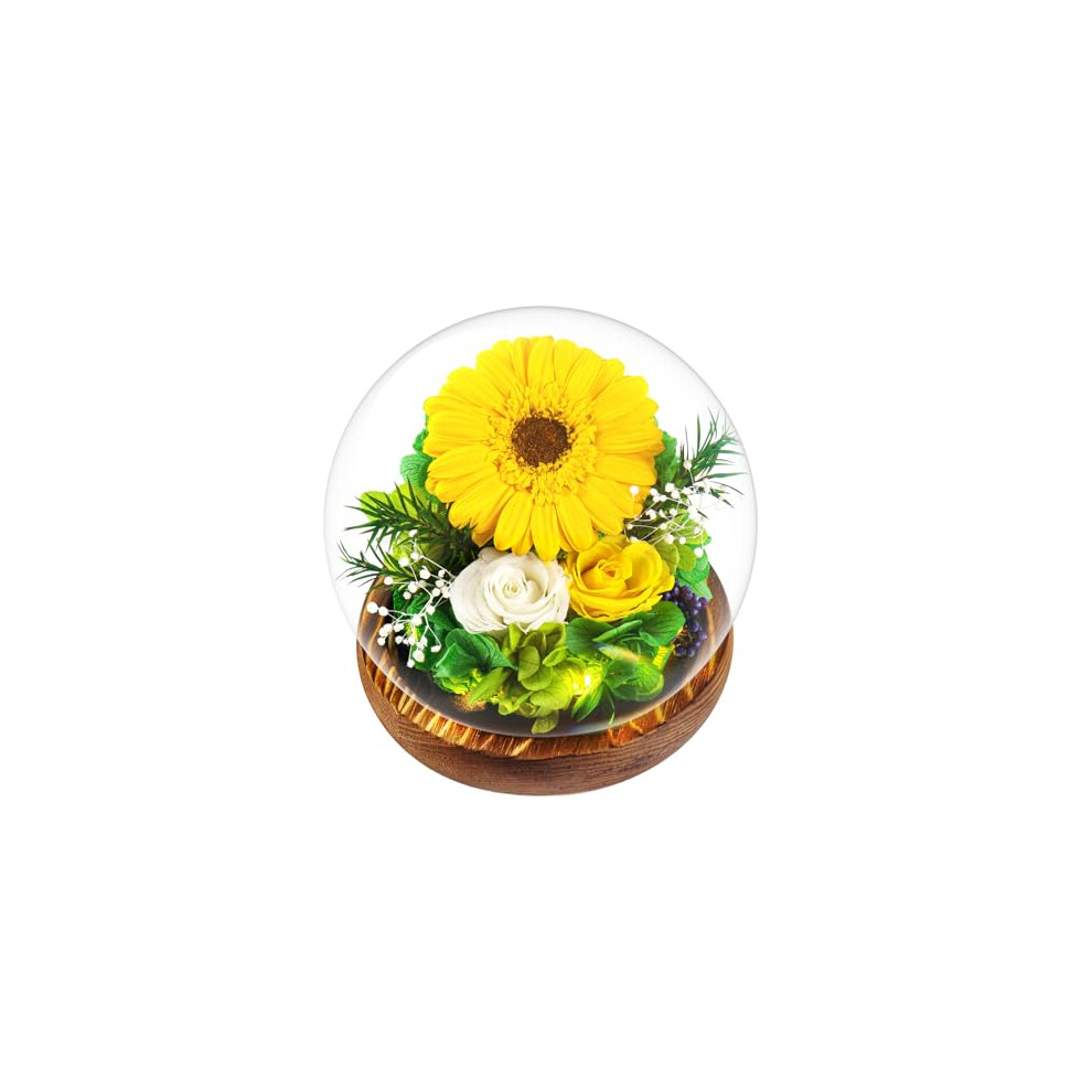 Touloube Mothers Day Chrysanthemum Flowers Gifts for Women, Real Stabilized Sunflower Glass Dome, Eternal Sunflower with LED Lights&Gift Box, Advanced-image-OPC-PGN8ZR8-NEW