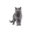 Royal Canin Royal canin brits korthaar 34 2 kg 3