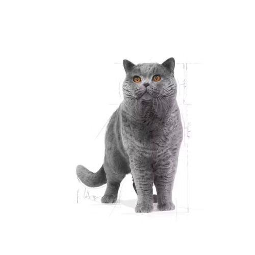 Royal Canin Royal canin brits korthaar 34 2 kg 2