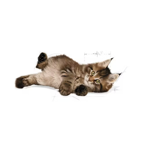 Royal Canin Royal Canin FBN Kitten Maine Coon foder 36 2 kg 2