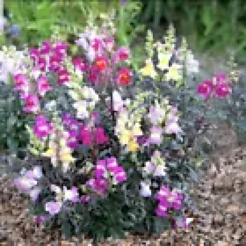 MULTI PURPOSE COMPOST 60lts Clover planting potting growing 1
