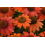 MULTI PURPOSE COMPOST 60lts Clover planting potting growing 6