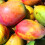2 Pack - FruttaMax Mango Syrup | Less Sugar | 60% Real Fruit Concentrate | Suitable for soda Machine 2x500ml 3