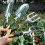 (5PCS) 5/9PCS Garden Tool Bag Toolbag Manual Gardening Planting Hand Fork Digging Tool 6