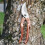 (Gold) Steel Blade Secateurs 10