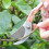 (Gold) Steel Blade Secateurs 11