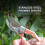 (Gold) Steel Blade Secateurs 12