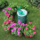 Automatic Micro Home Drip Irrigation Watering Kits System Sprinkler with Smart Controller 6