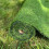 Selections 20mm Pile Artificial Lawn Grass (4m x 1m) 8