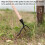 Weeder Stand-up Weed Puller Tool Hand Weeder Tool Root Remover Outdoor 6