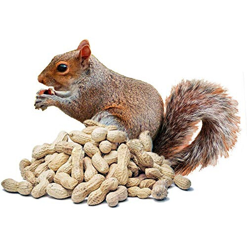 Paul?s M?hle Erdn?sse mit Schale f?r Futterzwecke 10 kg 2