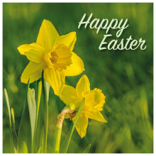 Easter Cards - Spring Daffodils, pack of 5, with white envelopes and greeting inside. Easter cards for all the family, by Just Cards Direct