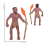 Simulation Human Evolution Models Primitive Figurine Growth Cycle Educational Toys for Children 7