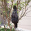 Ρεαλιστικό κρεμασμένο Dead Crow Decoy Lifesize Εξαιρετικά μεγάλο μαύρο φτερωτό 9