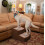 Pet Gear Easy Steps II Extra Wide, Small, Chocolate Brown 2