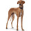 Hunter HUNTER Super Soft Leather Padded Greyhound Collar 47 (S-M) Black 4