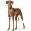 Hunter Hunter Super Soft Dog Collar, Softvoll Leather 4