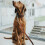 Hunter HUNTER Training leash, 20/200 Soft genuine cow leather, cognac 2