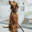 Hunter HUNTER Training leash, 16/200 Soft genuine cow leather, cognac 2