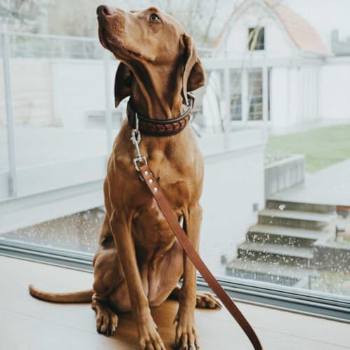 Hunter HUNTER Training leash, 16/200 Soft genuine cow leather, cognac 1
