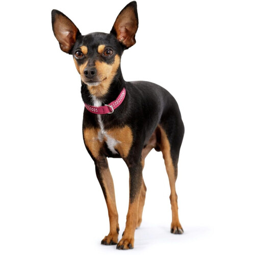 Hunter Hunter Dog Collar Nappa Leather Diamond Petit 2