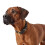 Hunter HUNTER SANSIBAR SOLID Leather Dog Collar Heavy Duty Grip Braided 65 (L) Black 4