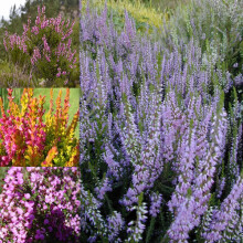 12 X MIXED HEATHERS CALLUNA & ERICA VARIETIES COLOURFUL LARGE FLOWERING PLANTS