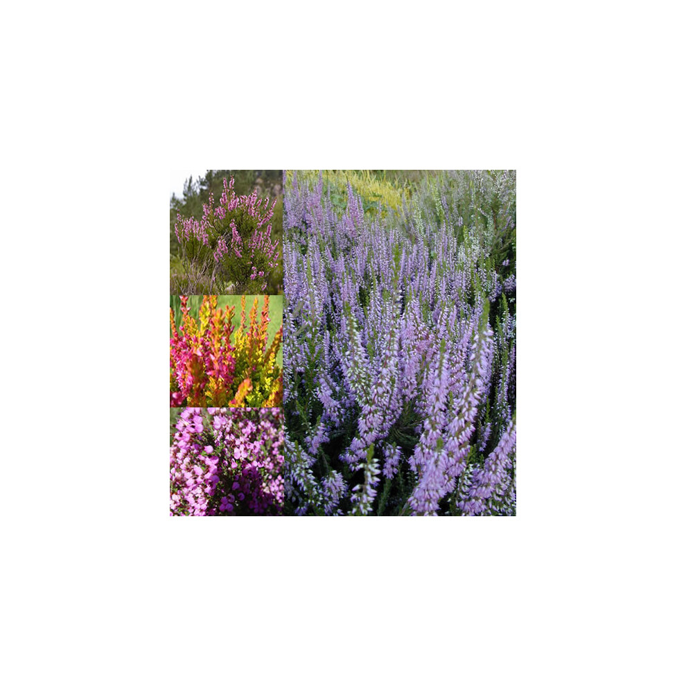 Gardeners Dream 12 X Mixed Heathers Calluna & Erica Varieties Colourful Large Flowering Plants