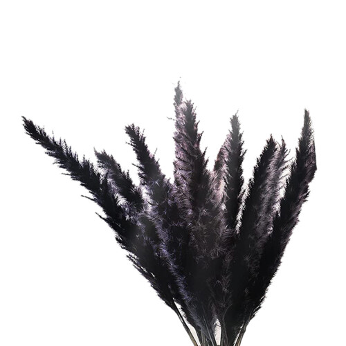 30Pcs Black Pampas Grass, 17 polegadas Natural Dryed Small Stems para decoração de casamento em casa Arranjos de flores, decoração