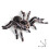 Lot de 2 araignées réalistes de 9,5 cm, modèle d'insecte, jouet effrayant 4