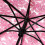 Transparante paraplu kersenbloesem (roze) 3