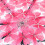 Transparante paraplu kersenbloesem (roze) 4