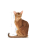 Royal Canin ROYAL CANIN Tørfoder til katte, Exigent Savour Sensation, 10 kg 3