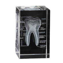 Modelo de dente da cavidade oral 3D, gravado a laser, decoração científica, presente para dentista.