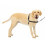 PetSafe PetSafe Easy Walk No-Pull Dog Harness - The Ultimate Harness to Help Stop Pulling - Take Control & Teach Better Leash Manners - Helps Prevent Pets Pul 1