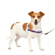 PetSafe Easy Walk No-Pull Dog Harness - The Ultimate Harness to Help Stop Pulling - Take Control & Teach Better Leash Manners - Helps Prevent Pets Pul