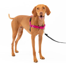 PetSafe Easy Walk No-Pull Dog Harness - The Ultimate Harness to Help Stop Pulling - Take Control & Teach Better Leash Manners - Helps Prevent Pets Pul