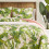 Tommy Bahama Tommy Baha 4