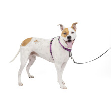 PetSafe 3 in 1 Dog Harness - No Pull Solution for Dogs - Reflective Dog Harness - Front D-Ring Clip Helps Stop Pulling - Comfortable Padded Straps - T