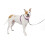 PetSafe PetSafe 3 in 1 Dog Harness - No Pull Solution for Dogs - Reflective Dog Harness - Front D-Ring Clip Helps Stop Pulling - Comfortable Padded Straps - T 1
