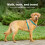 PetSafe PetSafe 3 in 1 Dog Harness - No Pull Solution for Dogs - Reflective Dog Harness - Front D-Ring Clip Helps Stop Pulling - Comfortable Padded Straps - T 2