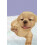 Petz Nursery  Nintendo DS (megjult) 2
