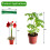 Pacote de 4 Suportes para Plantas (DIY), Dois Tamanhos (16 ou 30 polegadas) com 50 Laços de Plástico 4