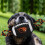 Pets First ORS-3121 Oregon State Nylon Fodbold 4