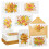 48-pack Th 1