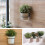 Suporte de Plantas de 4 Polegadas para Parede, 6 Pack Ganchos de Metal para Vasos 3