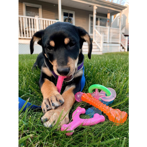 Nylabone Nylabone N 1